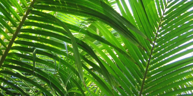 Rent Ah Palm Plant Rentals