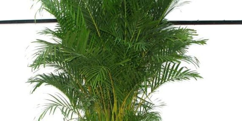 Rent Ah Palm Plant Rentals