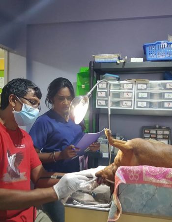 Gasparillo Veterinary Clinic