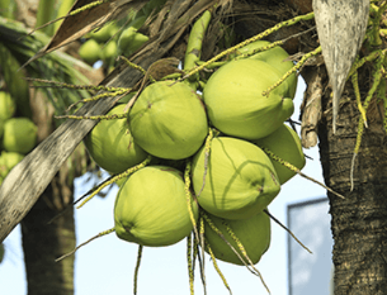 Willo’s Fresh Coconuts
