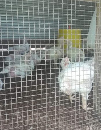 Clucky's Poultry Farm