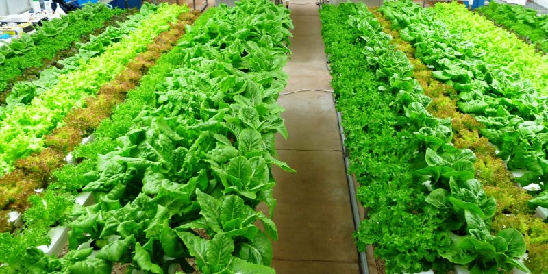 Lorrycott Hydroponics Lettuce and Vegetables